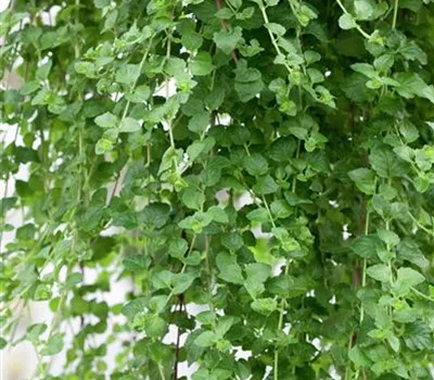 Hänge-Bohnenkraut 'Indian Mint'