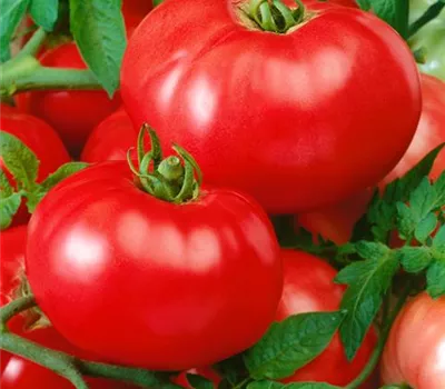 Tomate 'Maranello'