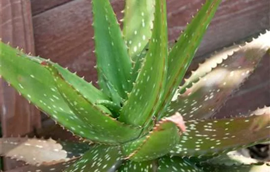 Aloe