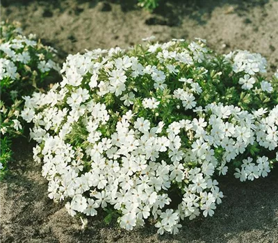 Garten-Teppich-Flammenblume