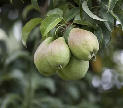 Einen Naschgarten mit Obstgehölzen anlegen und losnaschen