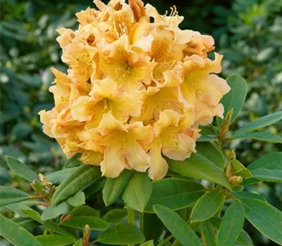 Rhododendron-Hybride 'Bernstein'