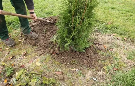 Lebensbaum - Einpflanzen im Garten