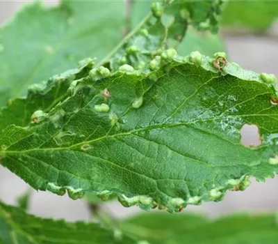 Beutelgallmilbe an Pflaumen und Zwetschen