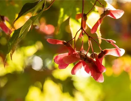 Gartenarbeit im Herbst - Das richtige Gartenzubehör macht’s