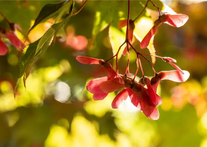 Gartenarbeit im Herbst - Das richtige Gartenzubehör macht’s