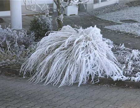 Winterharte Gräser - Pflegeleicht und sehr robust