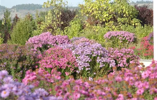 Mit schönen Beetpflanzen für neuen Glanz im Blumenbeet sorgen