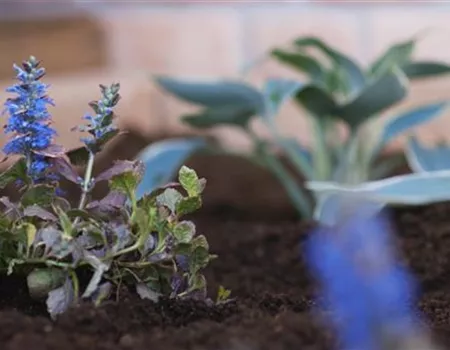 Kriechender Günsel - Einpflanzen im Garten