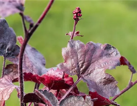 Silberglöckchen - Einpflanzen im Garten