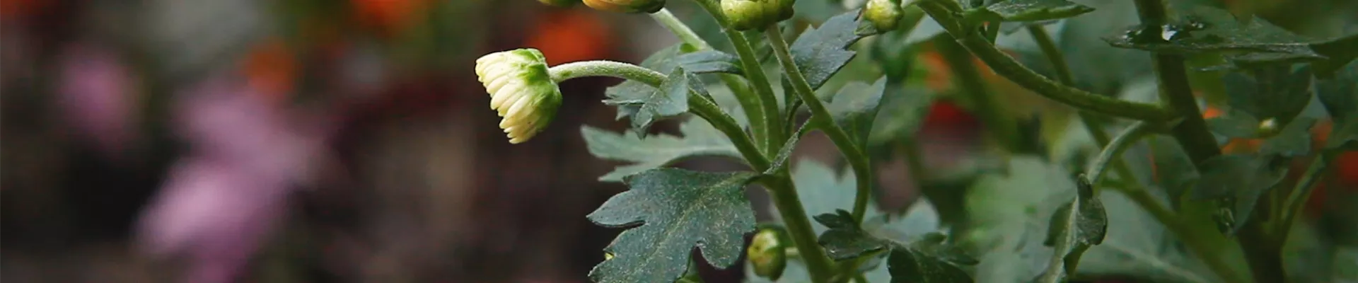 Chrysanthemen - Einpflanzen im Garten (Thumbnail).jpg