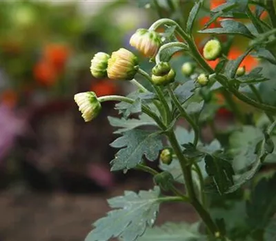 Chrysanthemen - Einpflanzen im Garten