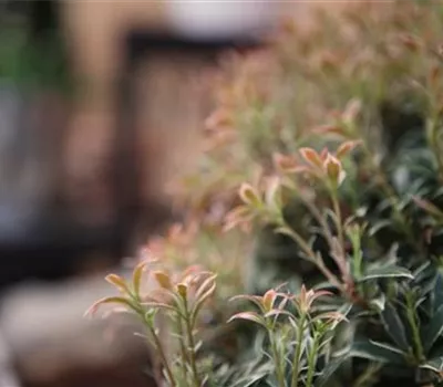 Japanisches Schattenglöckchen - Einpflanzen im Garten