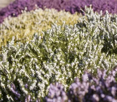 Heide in den unterschiedlichsten Farben für Garten und Balkon