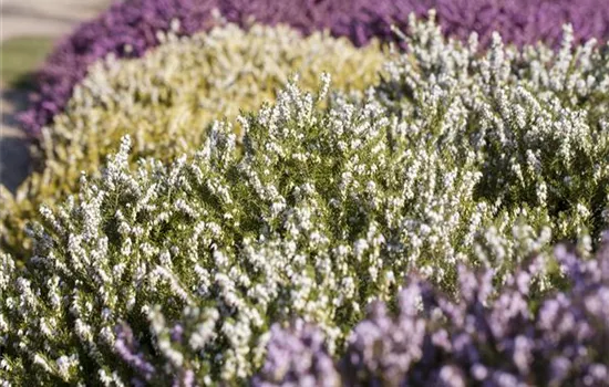 Heide in den unterschiedlichsten Farben für Garten und Balkon