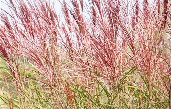 Ziergräser im Garten sind vielfältig einsetzbar 