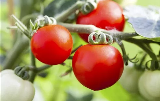 Alte Tomatensorten gibt es auch fürs Freiland