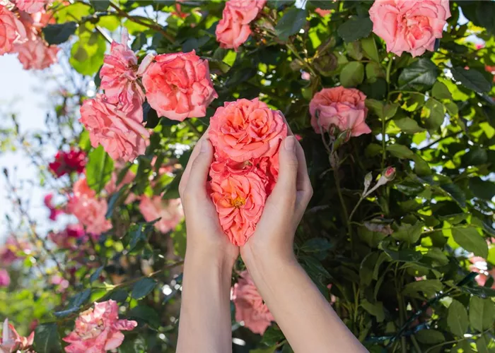 Die Rose – die Königin der Pflanzen für Balkon und Terrasse