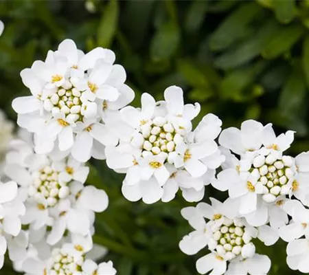 Die immergrüne Schleifenblume – Farbe garantiert