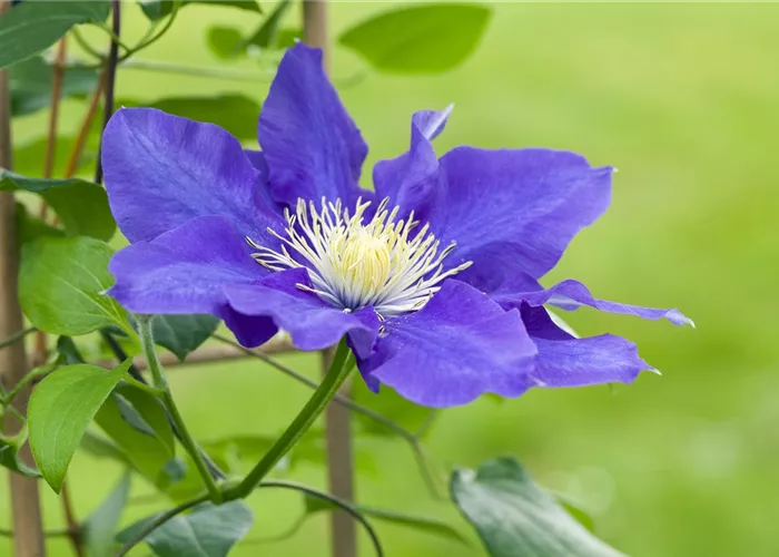 Clematis – die robuste Kletterpflanze im Garten