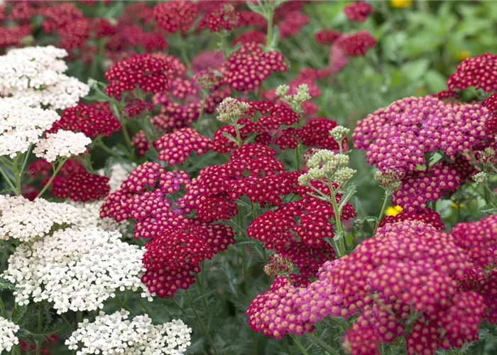 Das Blumenbeet – ein Hingucker in Rot und Rosa