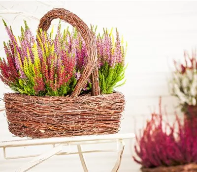 Den Herbst mit Heide und Chrysanthemen auf den Balkon holen