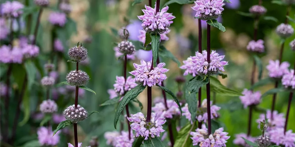 Phlomis tuberosa