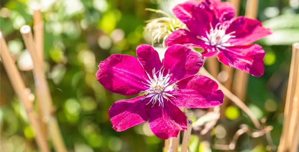 Clematis 'Rouge Cardinal'