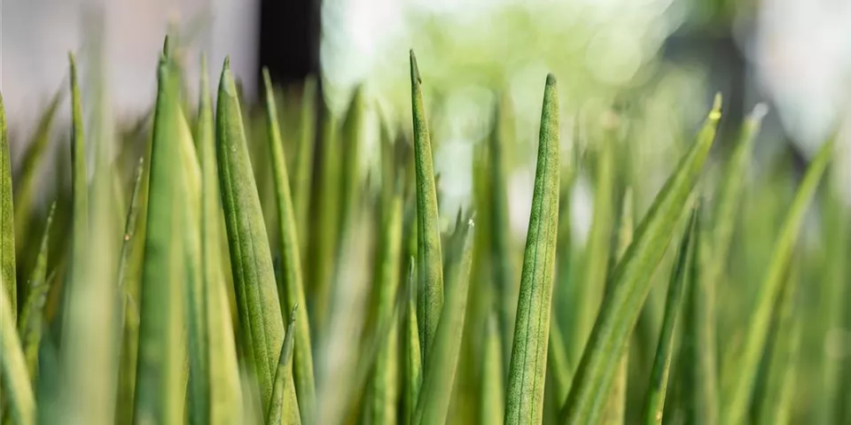 Sansevieria cylindrica