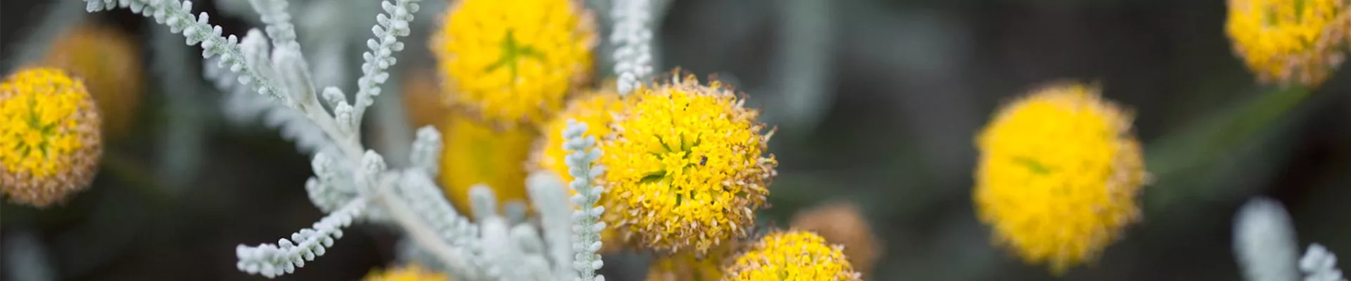 Heiligenkraut - Einpflanzen im Garten (thumbnail).jpg