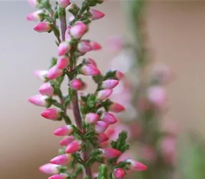 Winterharte Knospenheide - Einpflanzen im Garten