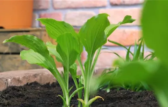 Funkie - Einpflanzen im Garten