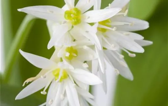 Bärlauch im eigenen Garten