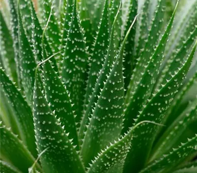 Aloe