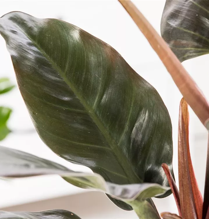 Philodendron 'Green Princess'