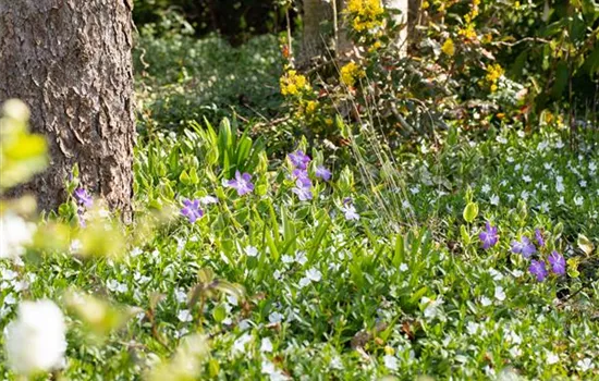 Immergrüne Pflanzen bringen Leben in den winterlichen Garten