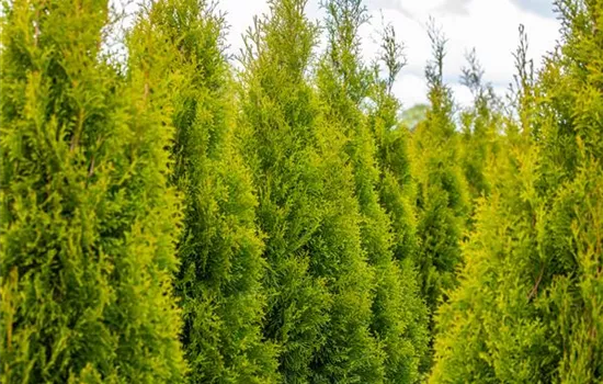 Thuja pflanzen und immergrüne Schönheit genießen