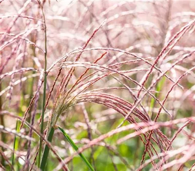 Gräser pflegen und dem Windspiel im Garten lauschen