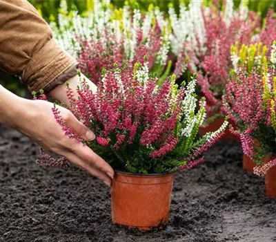 Heide pflanzen und Garten und Co. bunt gestalten