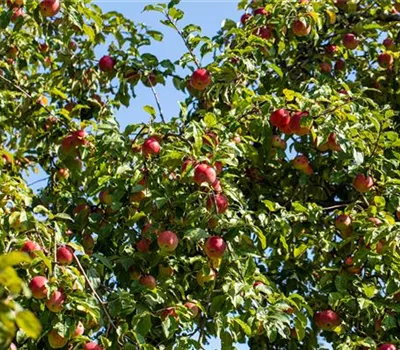 Obstgehölze einpflanzen und einen Naschgarten erschaffen