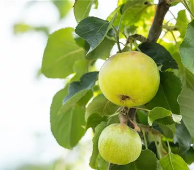 Obstgehölze kaufen und einen eigenen Naschgarten anlegen