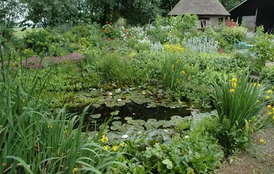 Wasserpflanzen im Garten und die perfekten Nachbarn