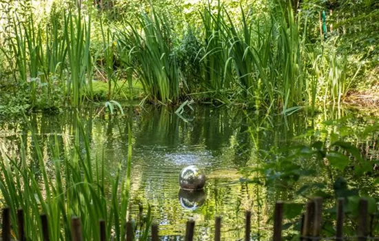 Wasserpflanzen zurückschneiden und damit jung halten