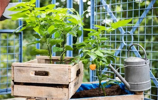 Urban Gardening Ideen für wenig Platz