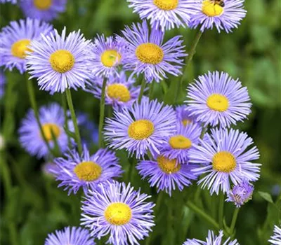 Kissen-Aster