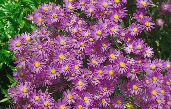 Garten-Kissen-Aster 'Lady in Blue'