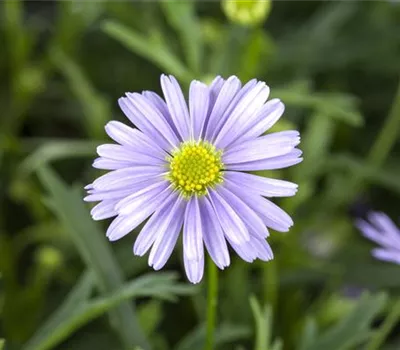 Essbare Blüten - Die schönsten Rezepte