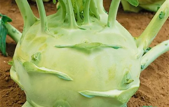 Kohlrabi 'Superschmelz'