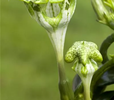 Kletternde Leuchterblume