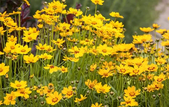 Großblumiges Garten-Mädchenauge